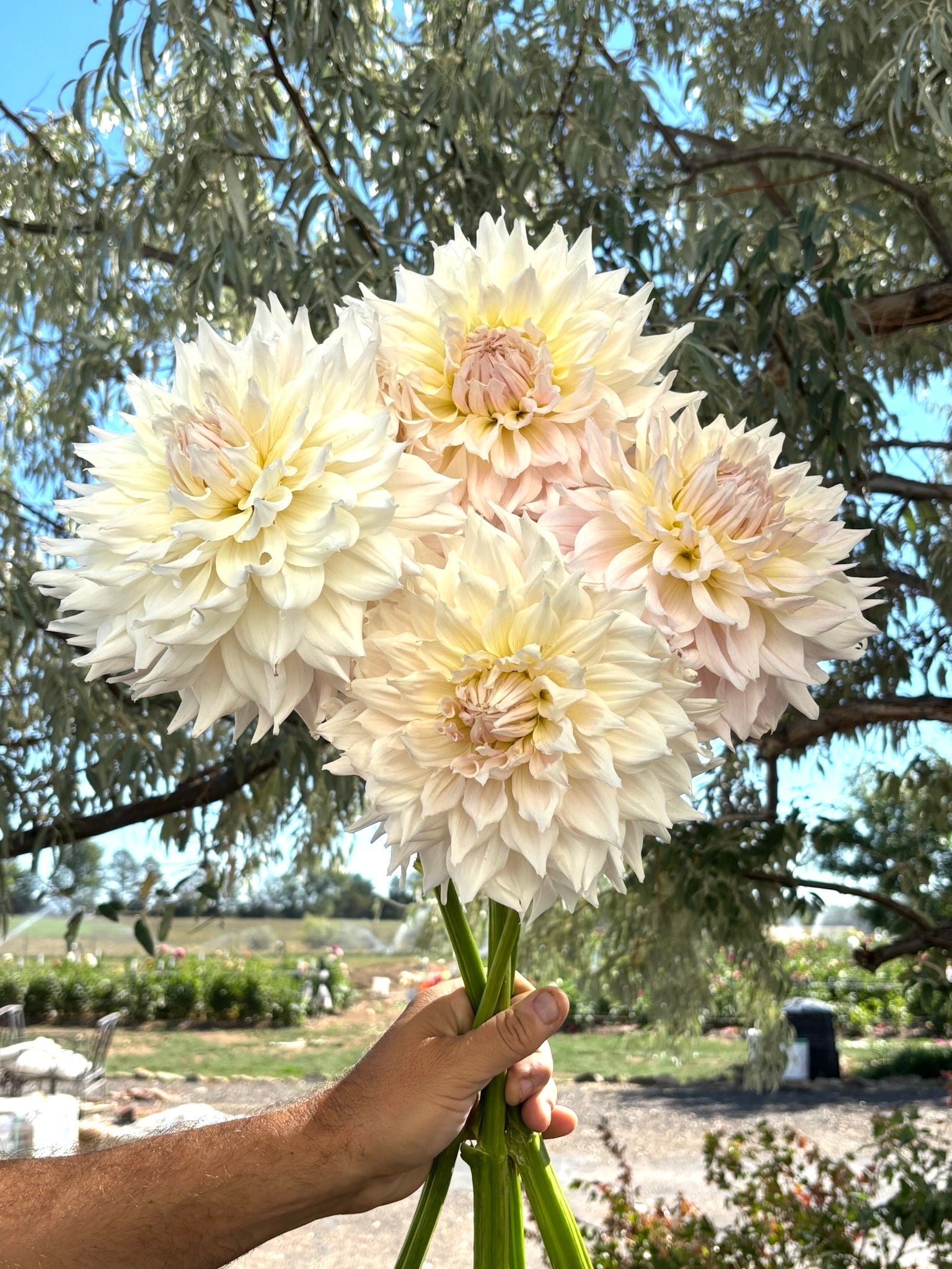 KA's® Cloud dahlia tuber - Pedaling Petals