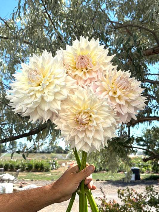 KA's® Cloud dahlia tuber - Pedaling Petals