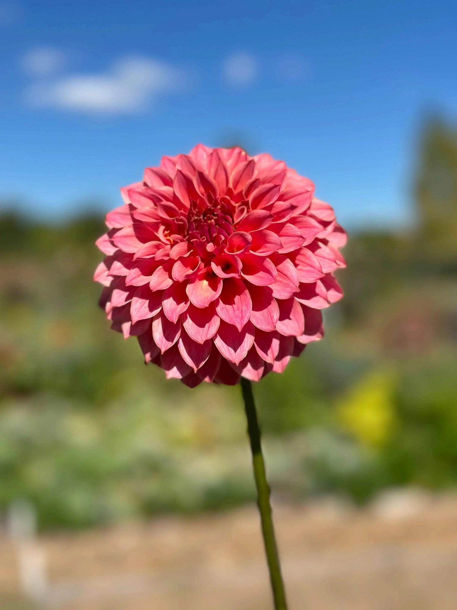 KA's® Coral Sea dahlia tuber - Pedaling Petals