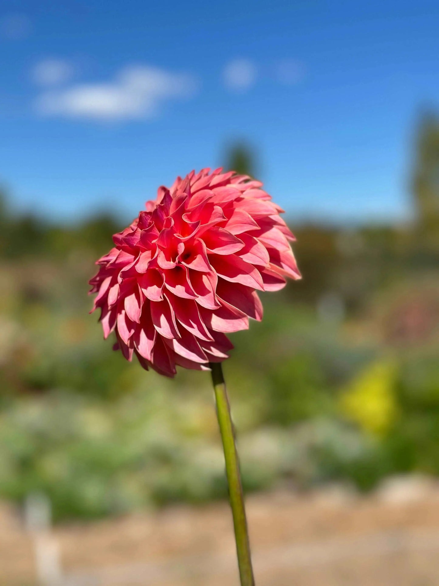 KA's® Coral Sea dahlia tuber - Pedaling Petals