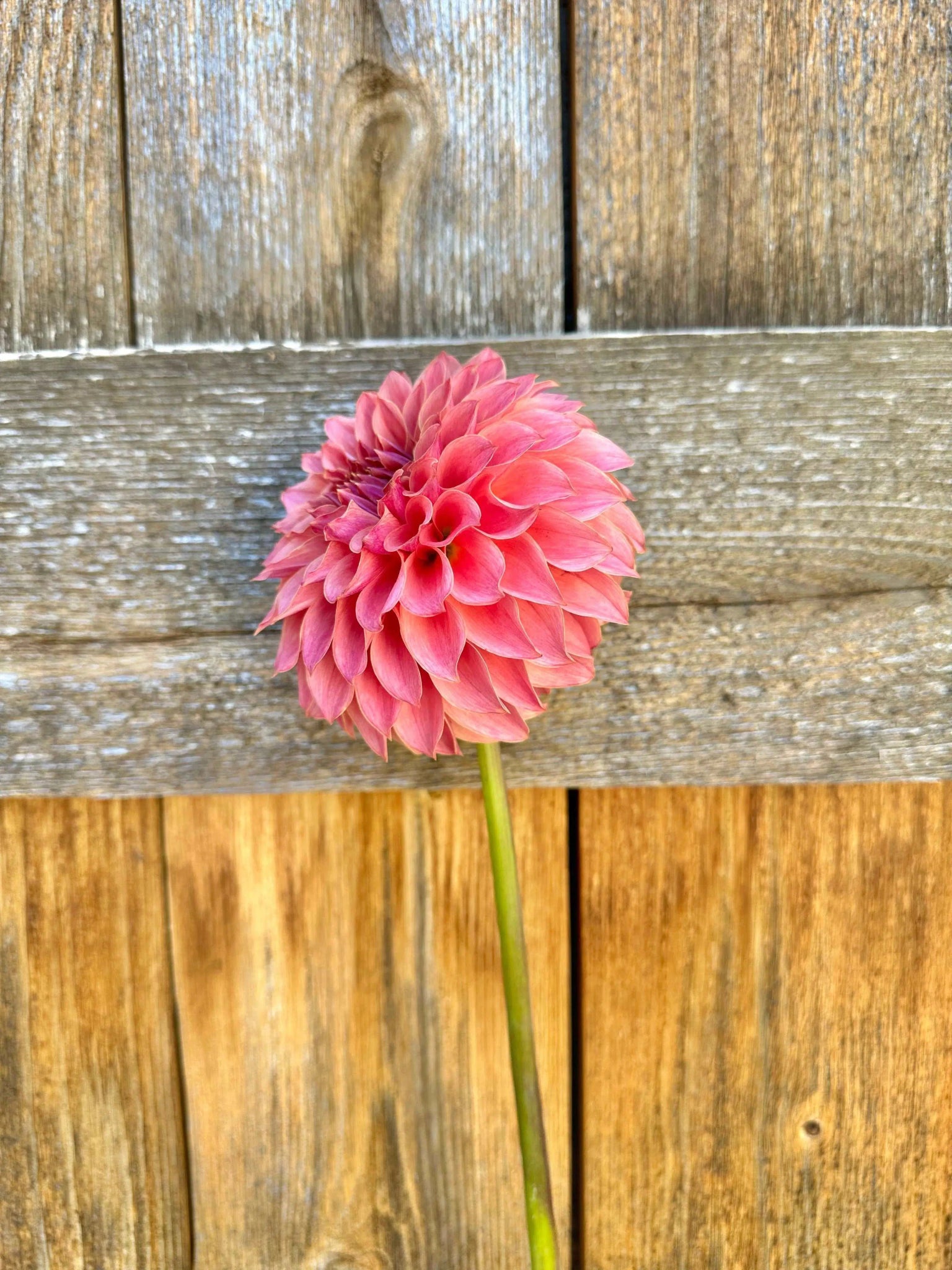 KA's® Coral Sea dahlia tuber - Pedaling Petals