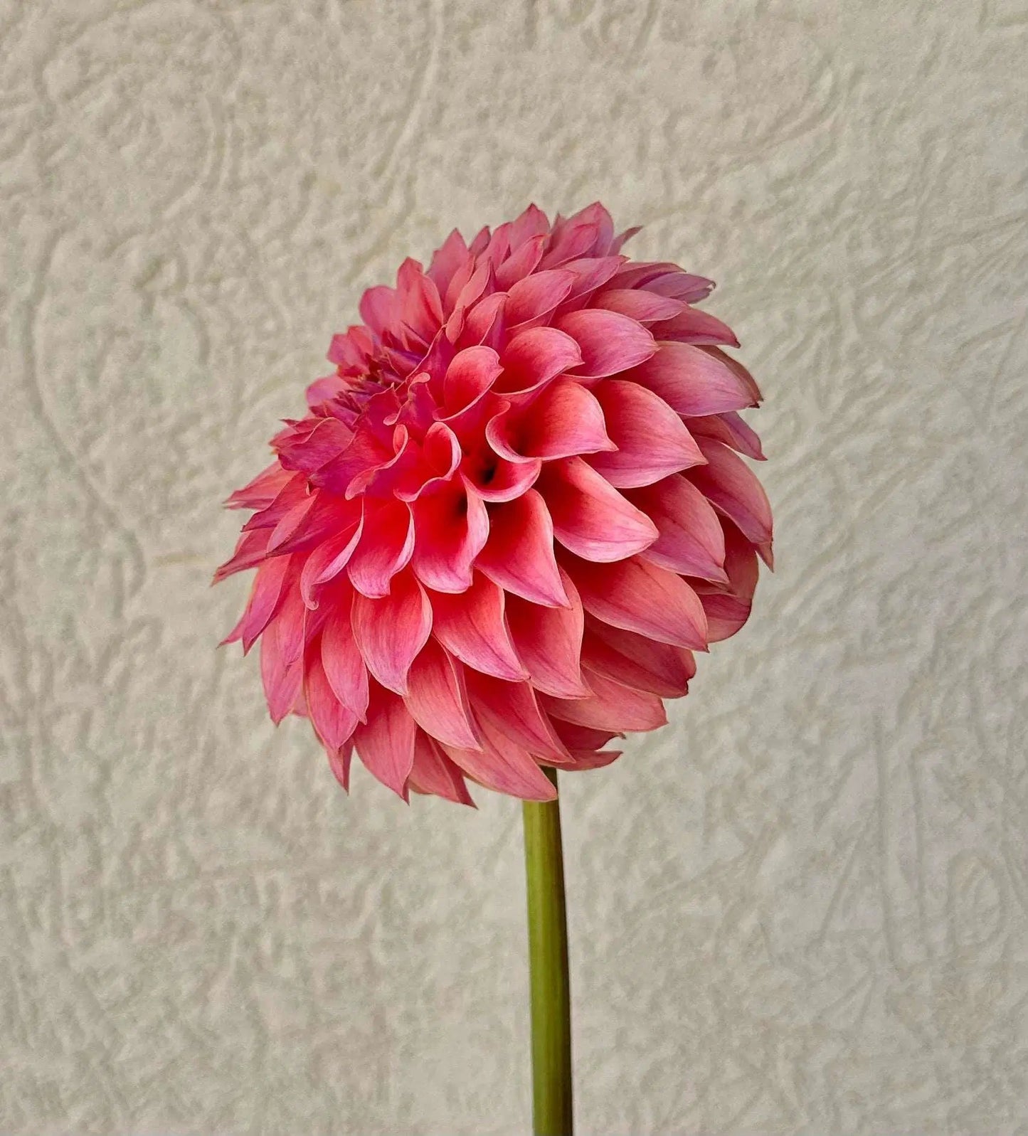 KA's® Coral Sea dahlia tuber - Pedaling Petals