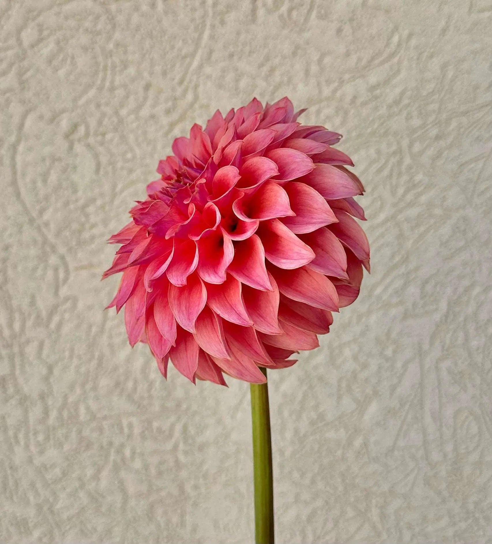 KA's® Coral Sea dahlia tuber - Pedaling Petals