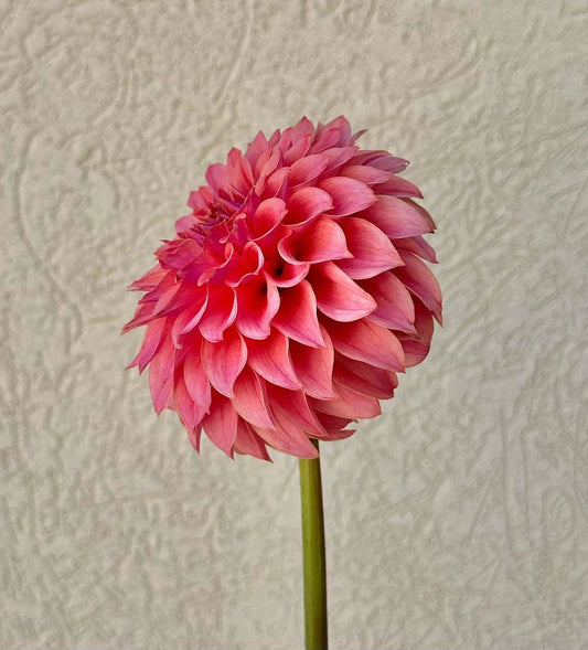 KA's® Coral Sea dahlia tuber - Pedaling Petals