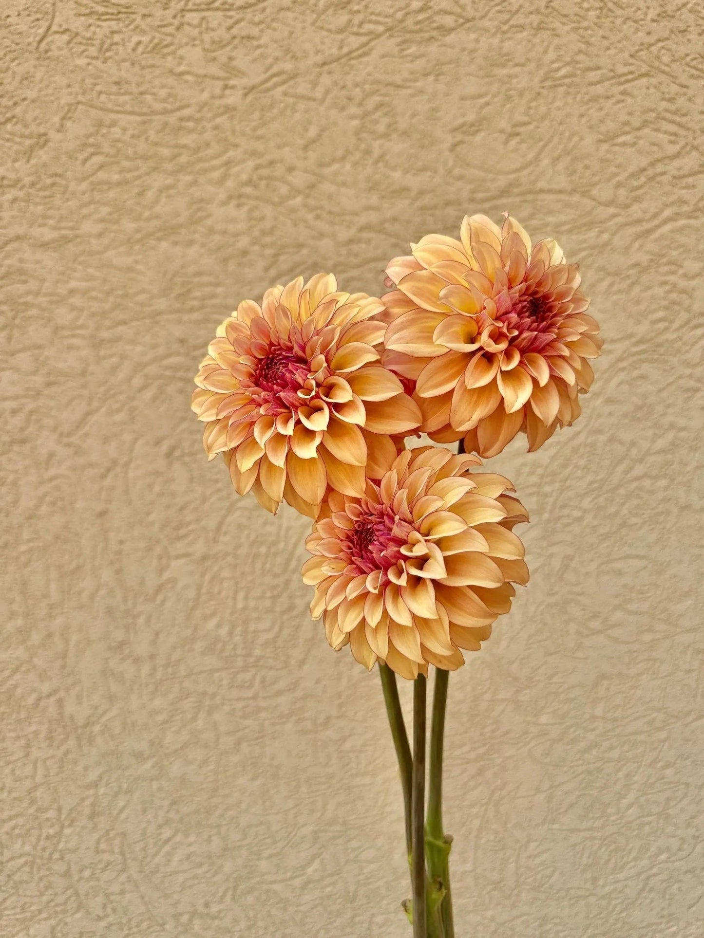 KA's® Crème Brûlée dahlia tuber - Pedaling Petals