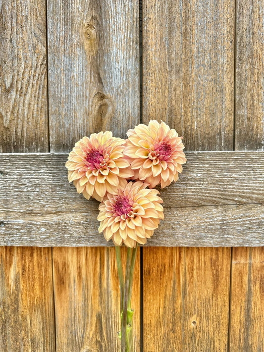 KA's® Crème Brûlée dahlia tuber - Pedaling Petals