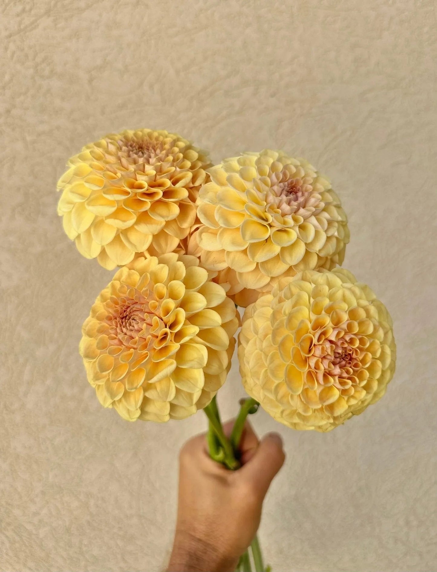 KA's® Daybreak dahlia cutting - Pedaling Petals