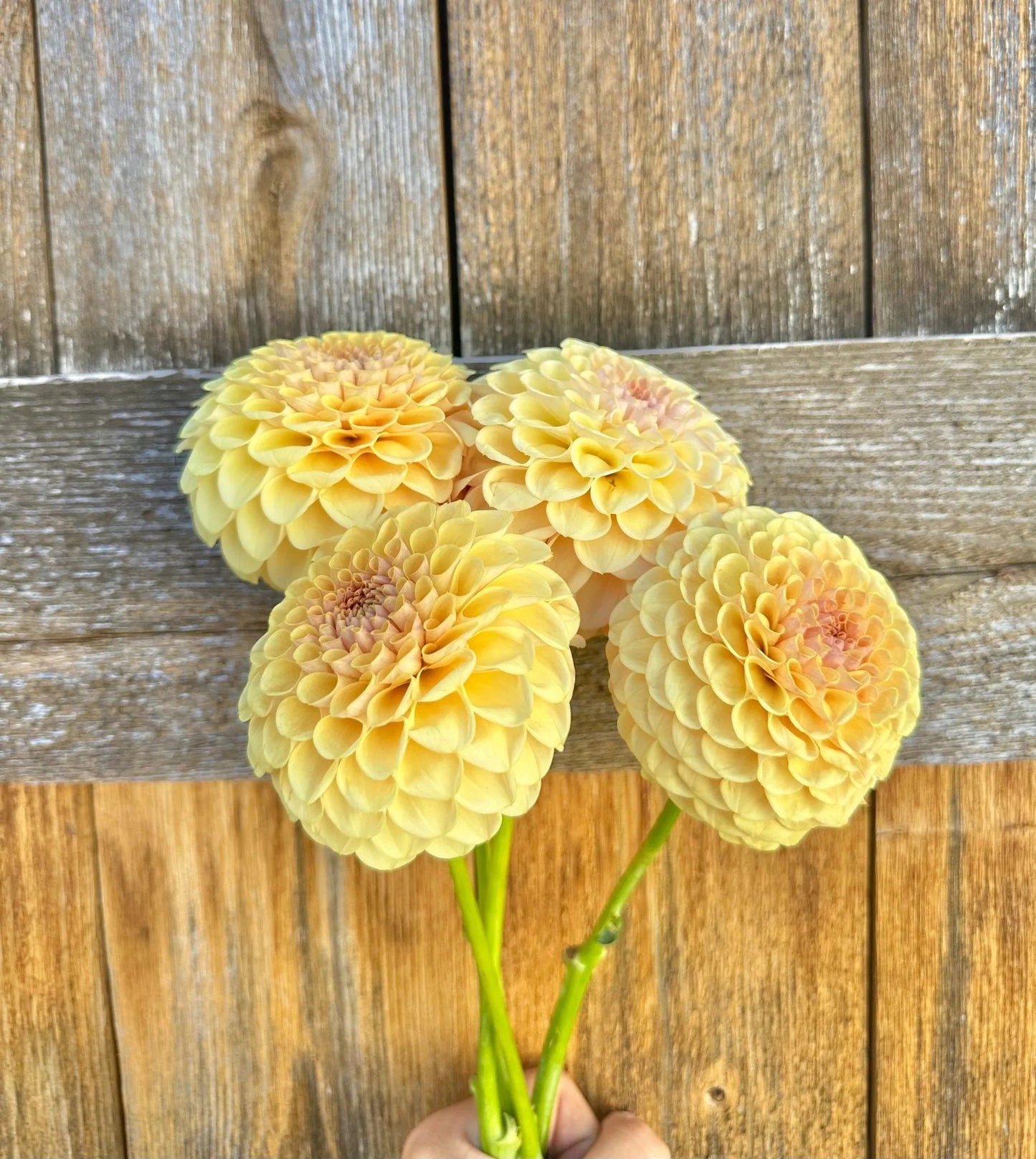 KA's® Daybreak dahlia cutting - Pedaling Petals