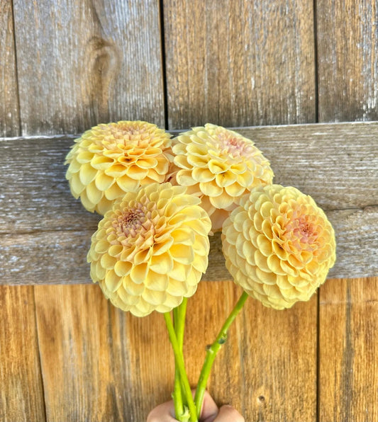 KA's® Daybreak dahlia cutting - Pedaling Petals