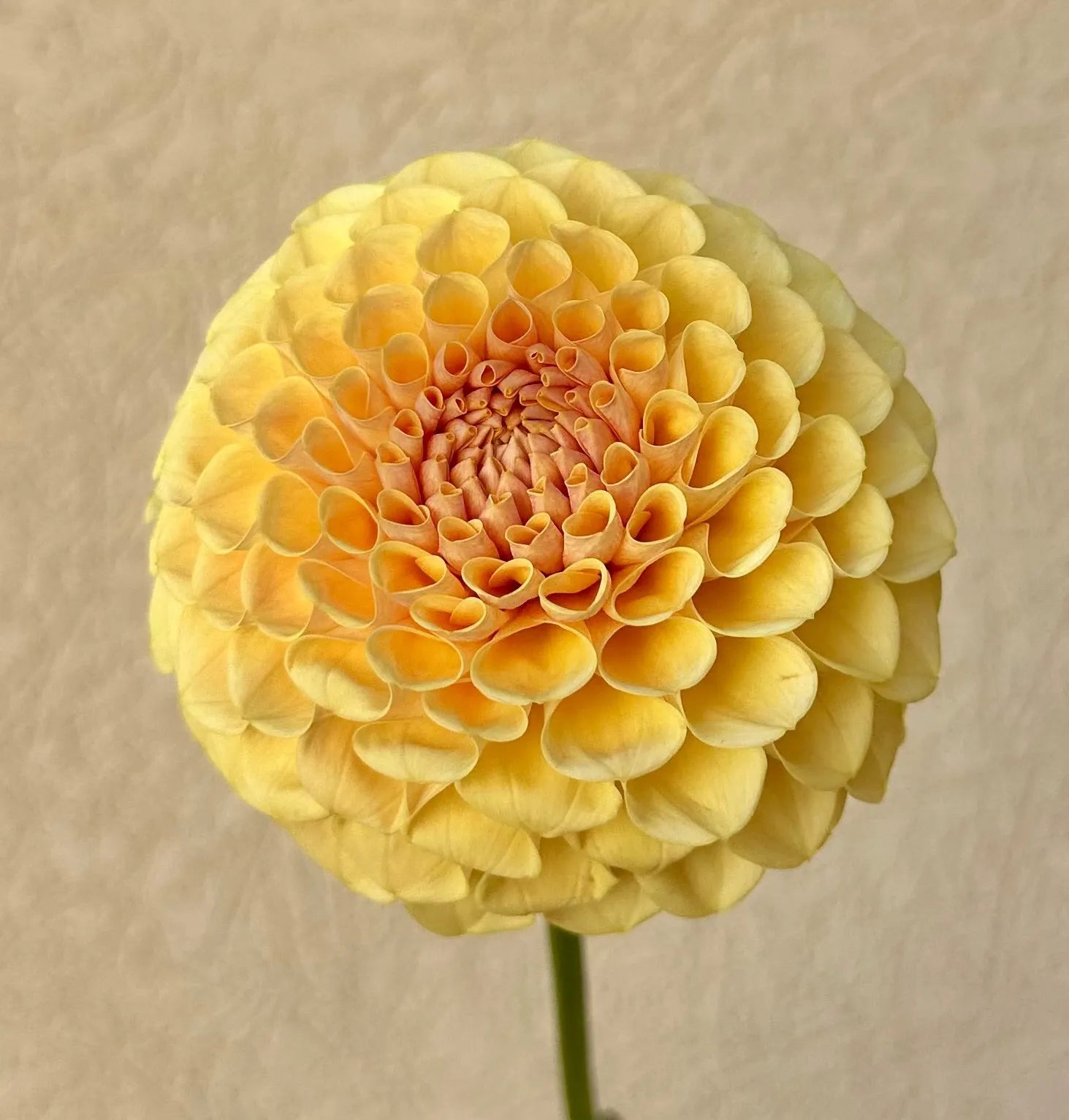 KA's® Daybreak dahlia cutting - Pedaling Petals