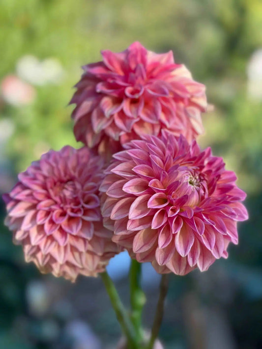 KA's® Desert Rose dahlia tuber - Pedaling Petals