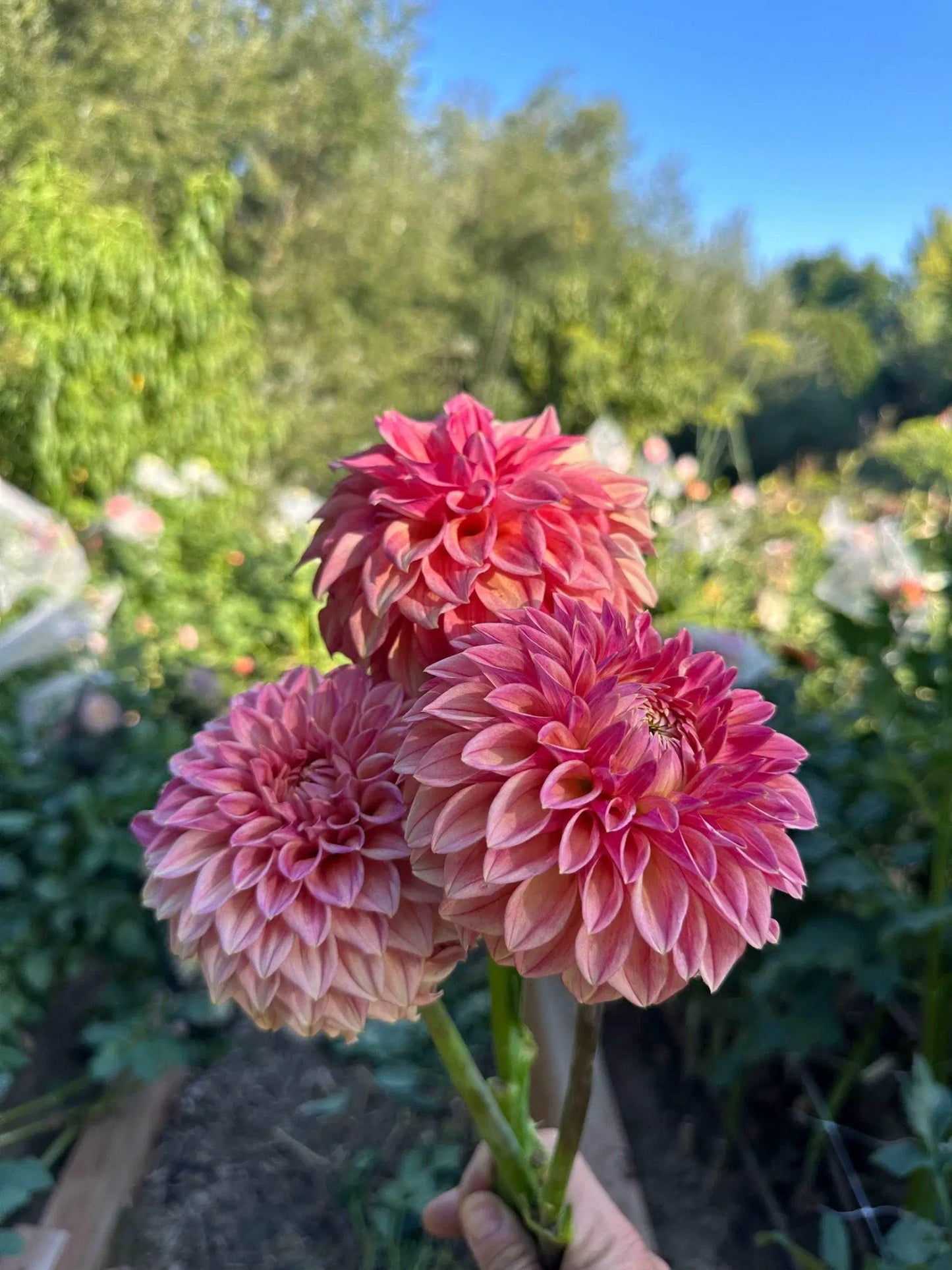 KA's® Desert Rose dahlia tuber - Pedaling Petals