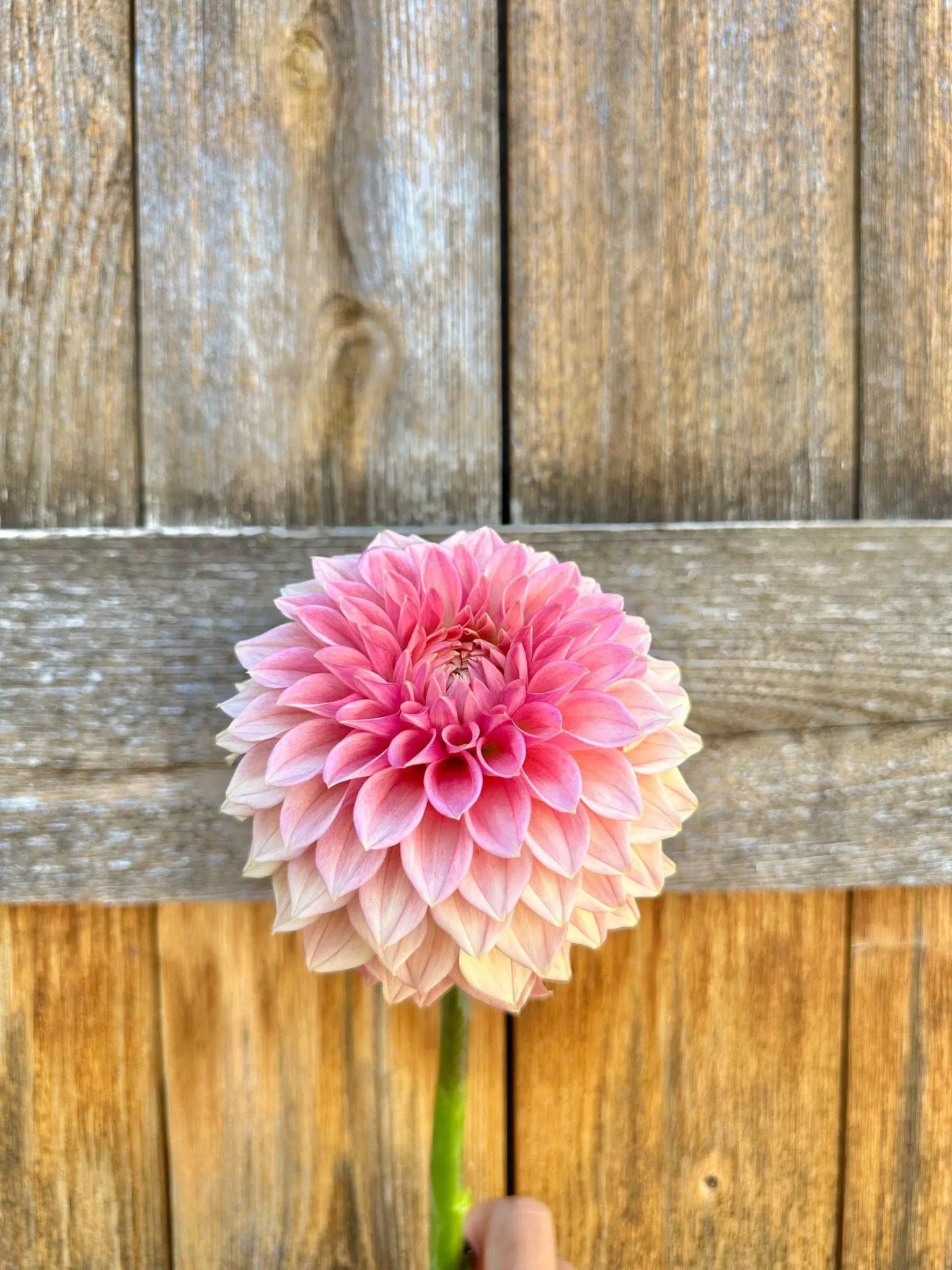 KA's® Desert Rose dahlia tuber - Pedaling Petals