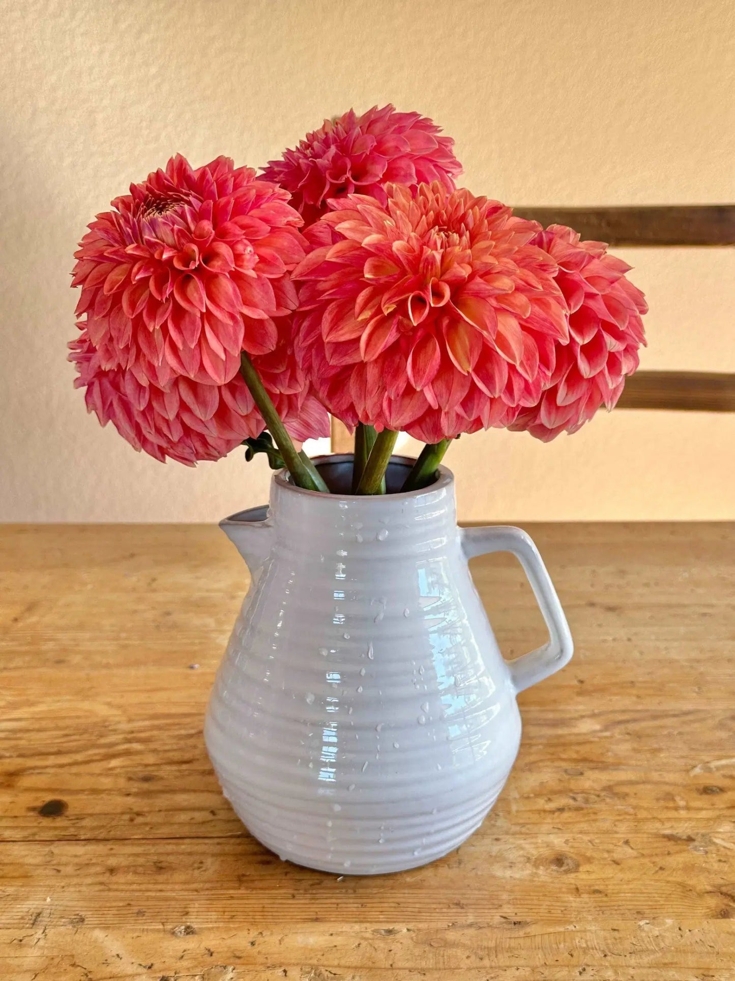 KA's® Desert Rose dahlia tuber - Pedaling Petals