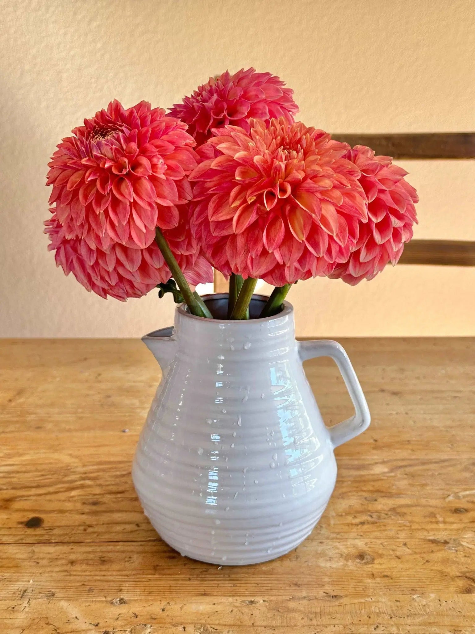 KA's® Desert Rose dahlia tuber - Pedaling Petals