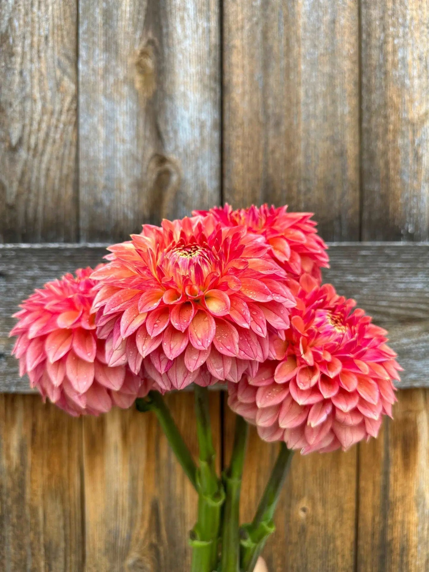 KA's® Desert Rose dahlia tuber - Pedaling Petals