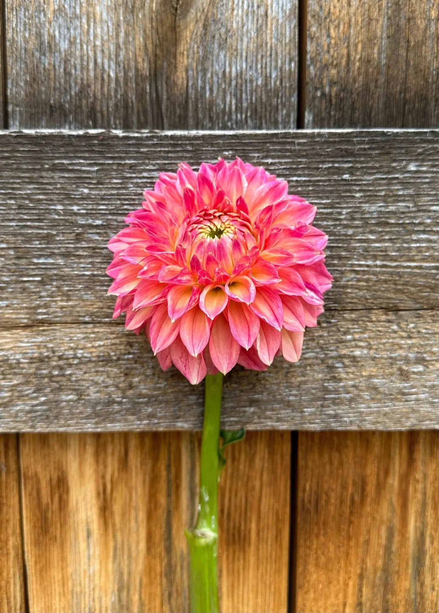 KA's® Desert Rose dahlia tuber - Pedaling Petals