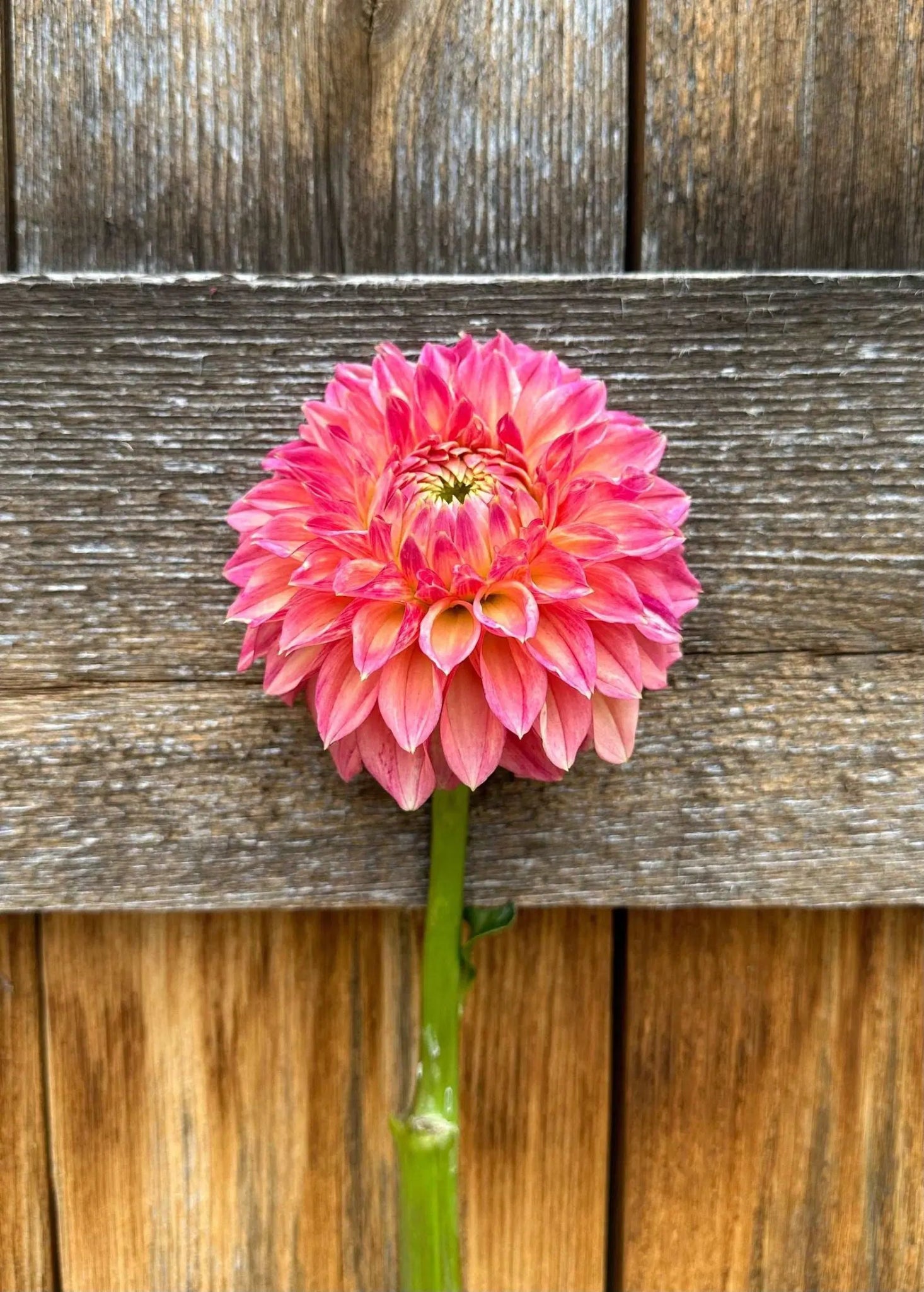KA's® Desert Rose dahlia tuber - Pedaling Petals