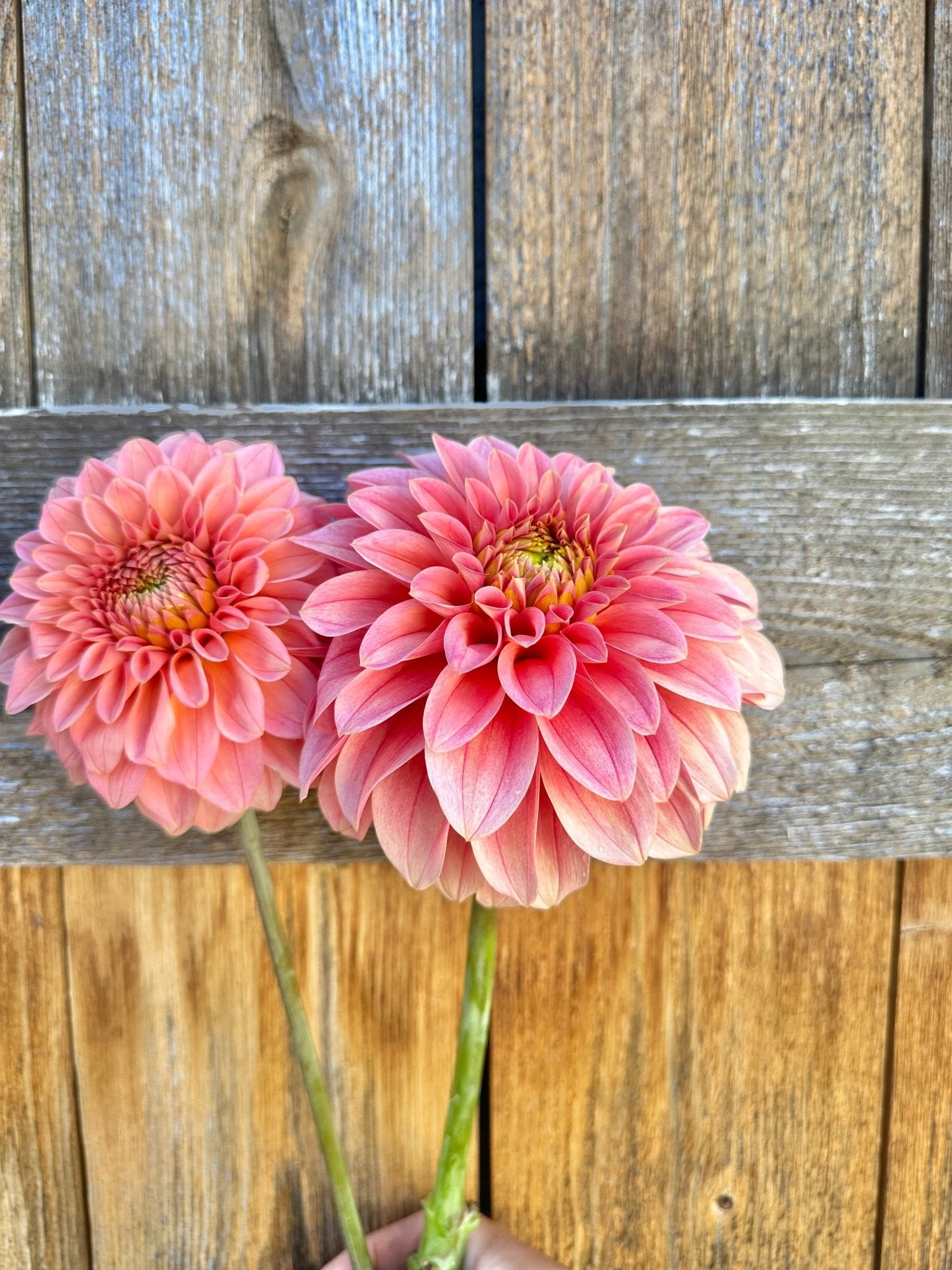 KA's® Guava dahlia cutting - Pedaling Petals