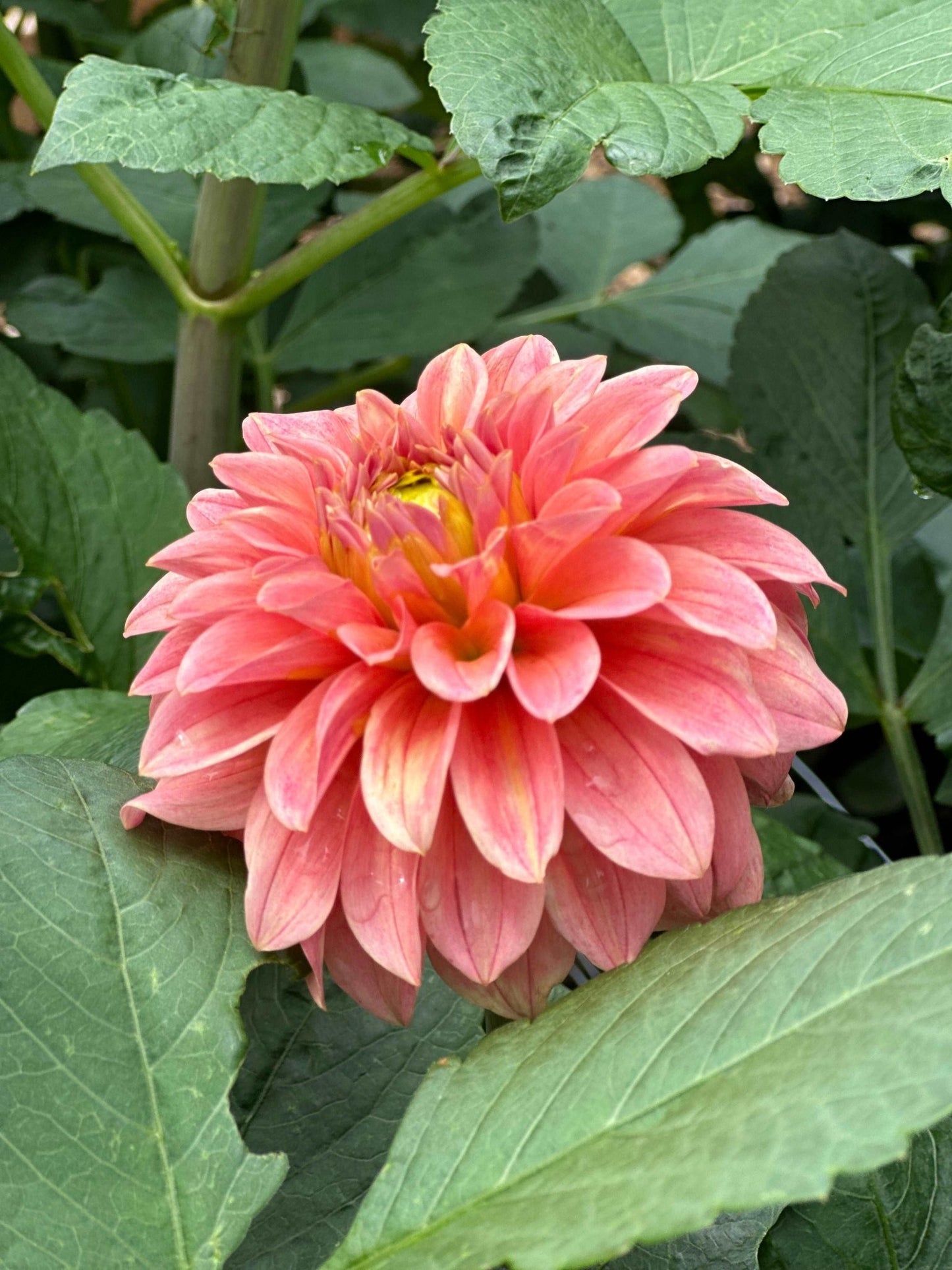 KA's® Guava dahlia cutting - Pedaling Petals