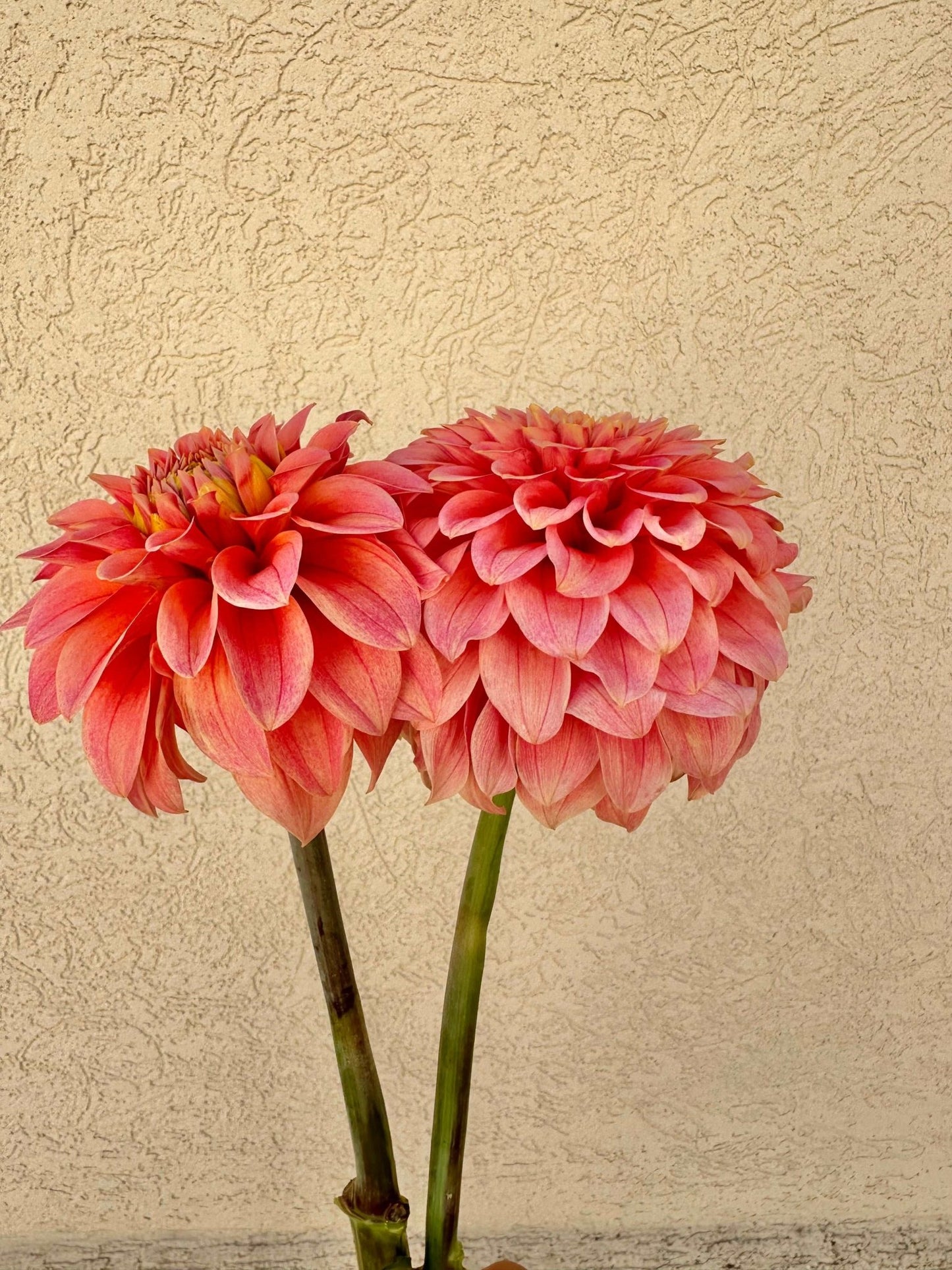 KA's® Guava dahlia cutting - Pedaling Petals