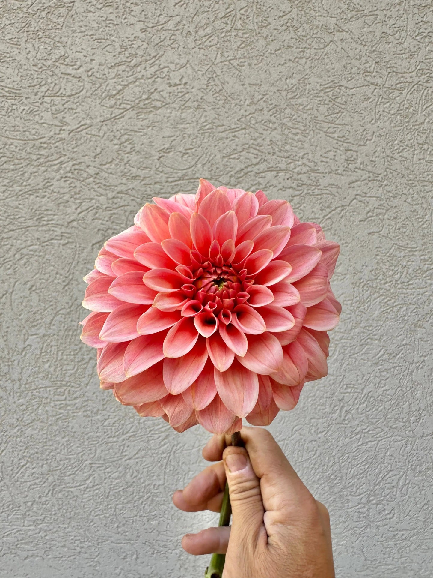 KA's® Guava dahlia tuber - Pedaling Petals