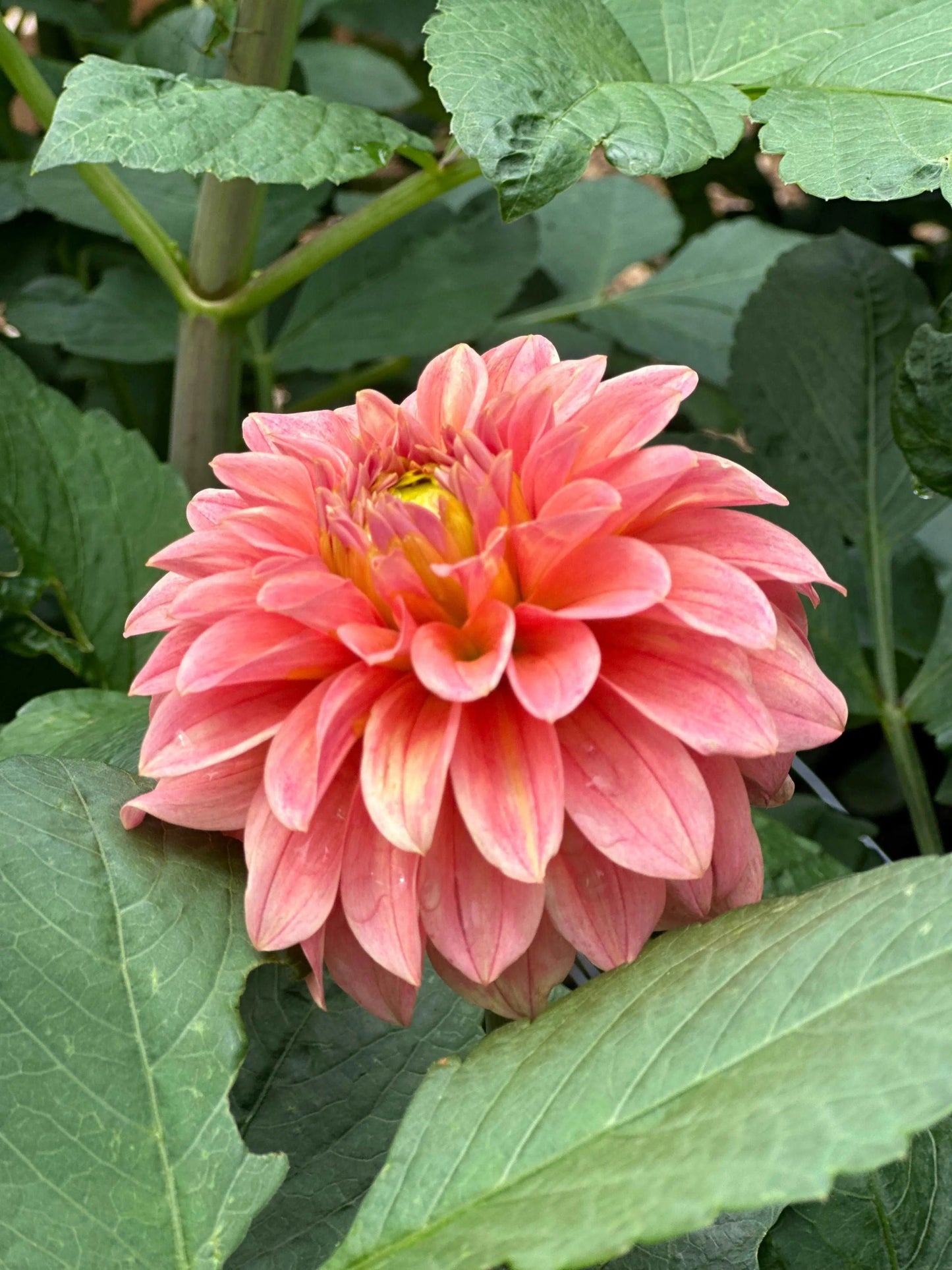 KA's® Guava dahlia tuber - Pedaling Petals