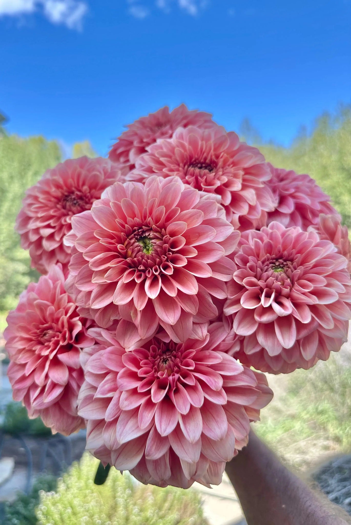 KA's® Guava dahlia tuber - Pedaling Petals