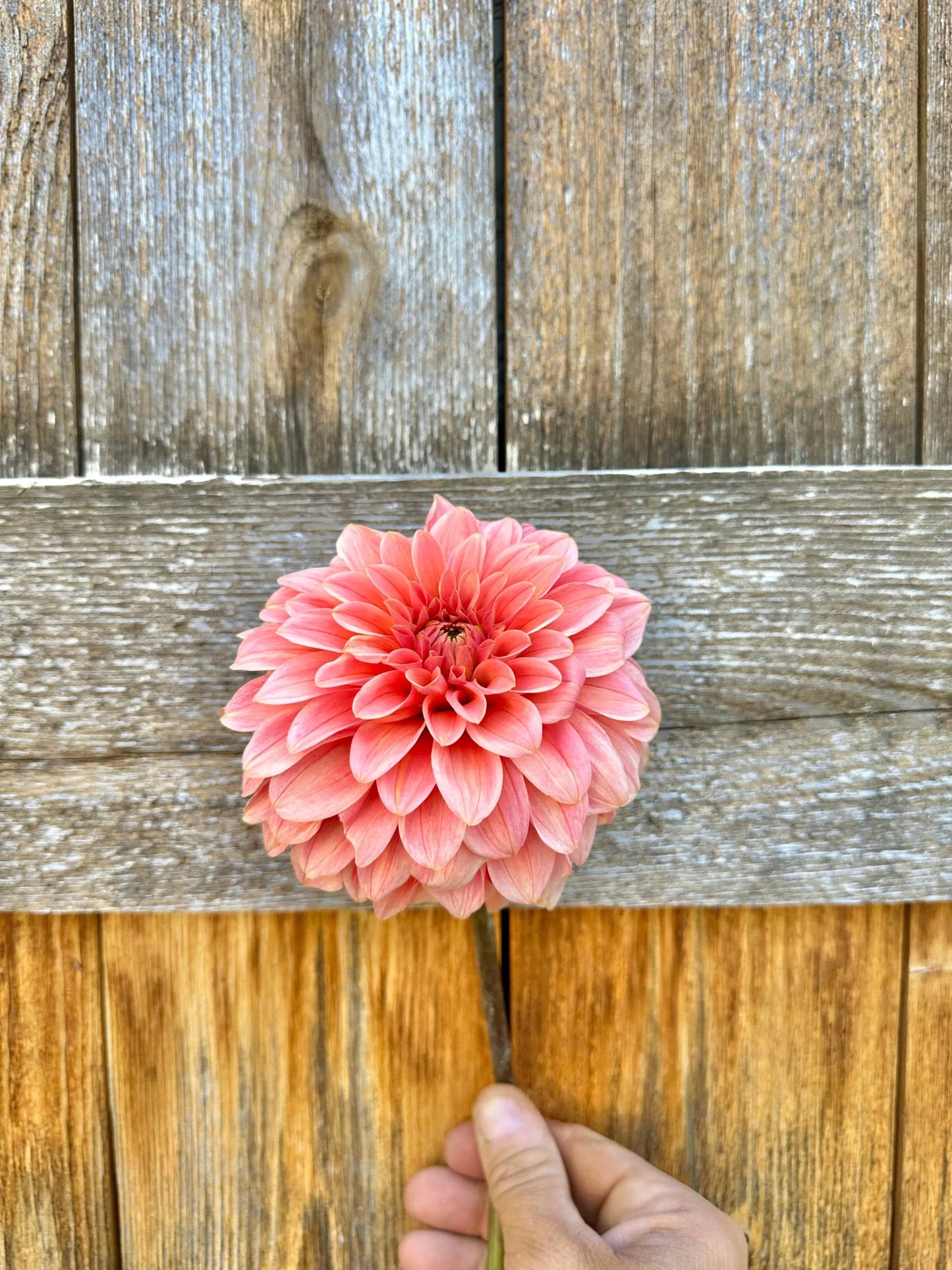 KA's® Guava dahlia tuber - Pedaling Petals