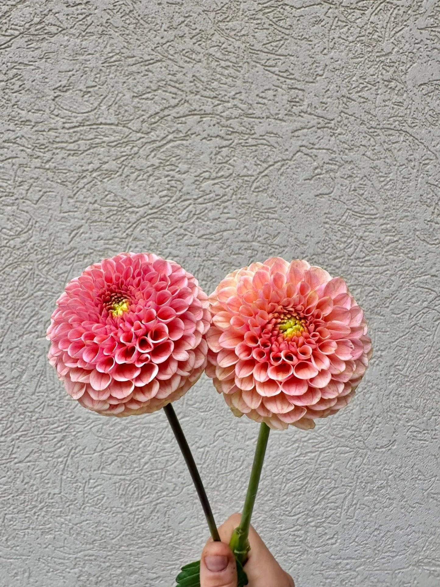 KA's® Honeycomb dahlia tuber - Pedaling Petals