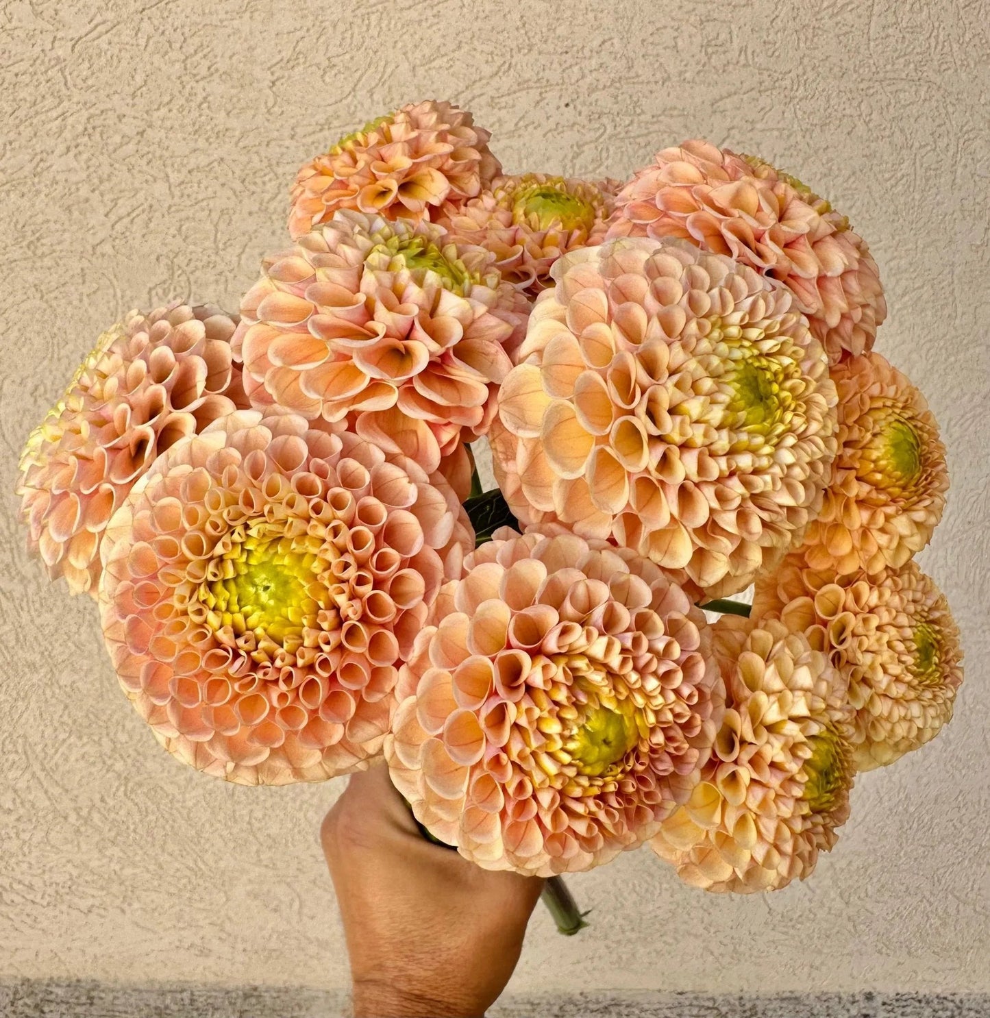 KA's® Honeycomb dahlia tuber - Pedaling Petals