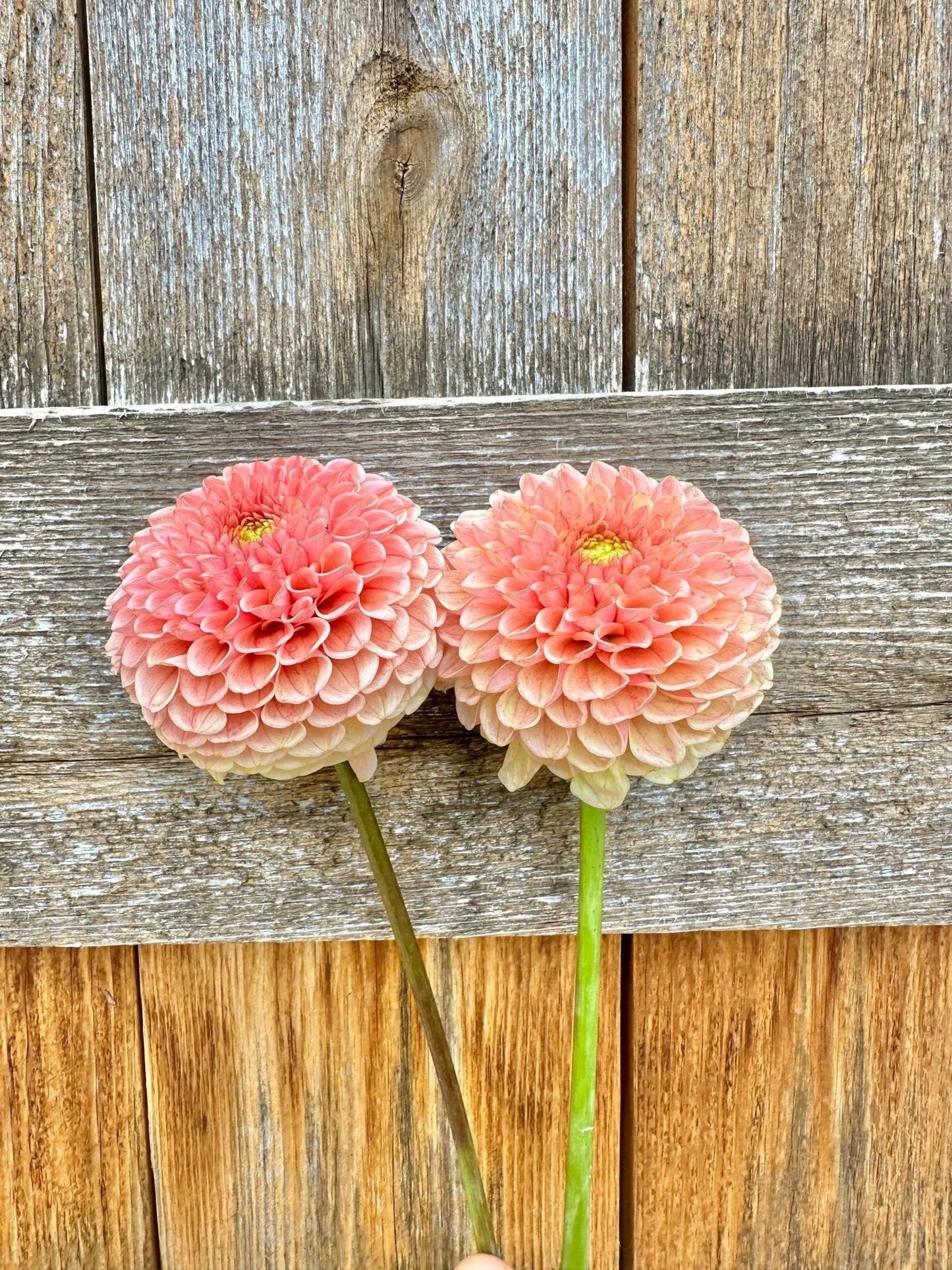 KA's® Honeycomb dahlia tuber - Pedaling Petals