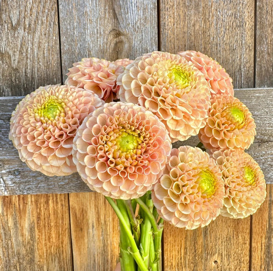 KA's® Honeycomb dahlia tuber - Pedaling Petals
