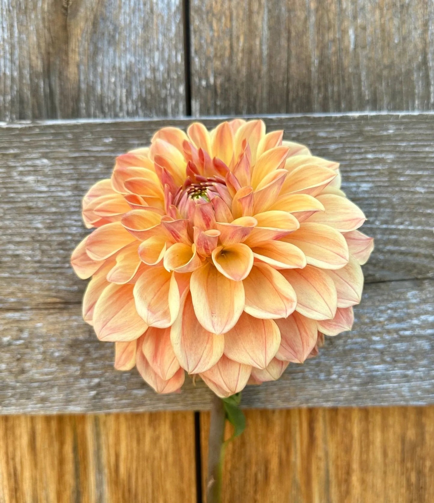 KA's® HONI dahlia tuber - Pedaling Petals