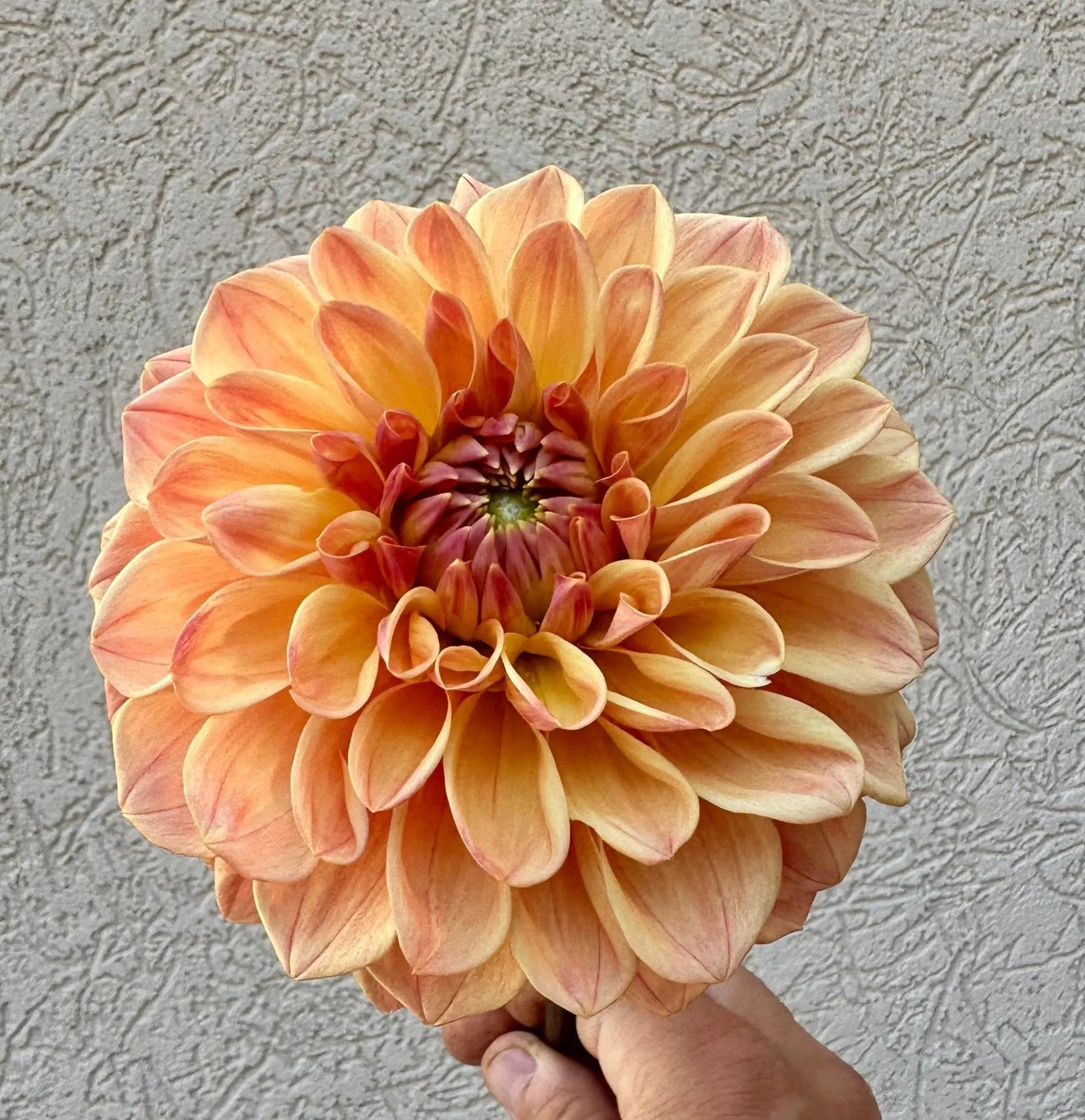 KA's® HONI dahlia tuber - Pedaling Petals
