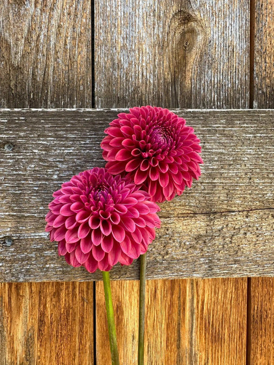 KA's® Keltie Cherry dahlia tuber - Pedaling Petals