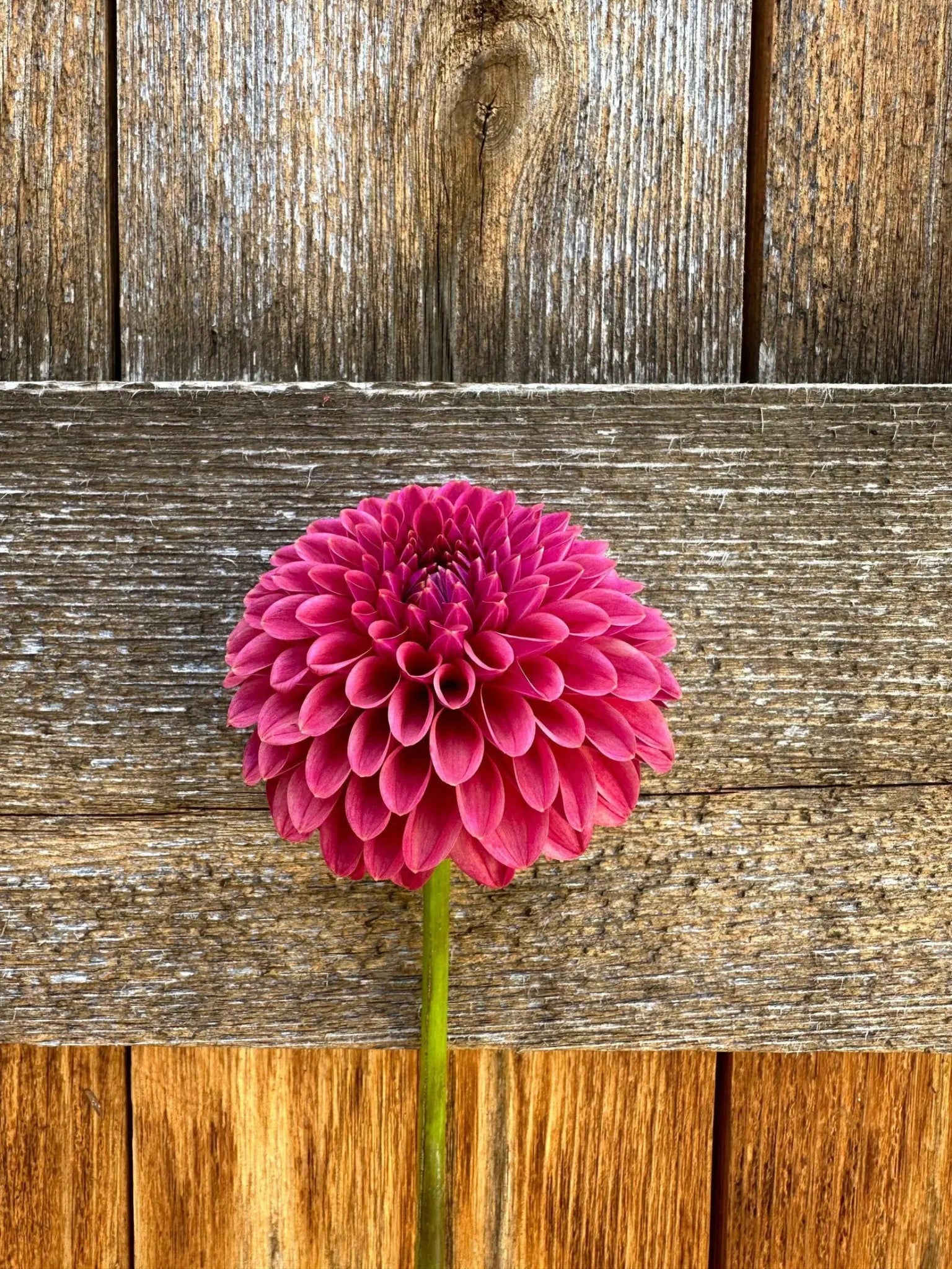 KA's® Keltie Cherry dahlia tuber - Pedaling Petals