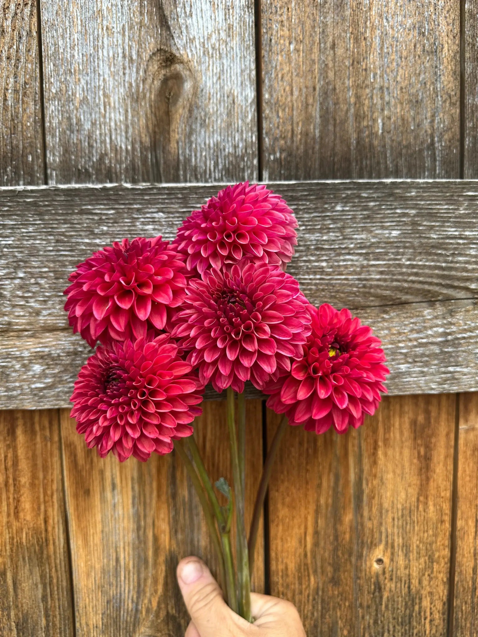 KA's® Keltie Cherry dahlia tuber - Pedaling Petals