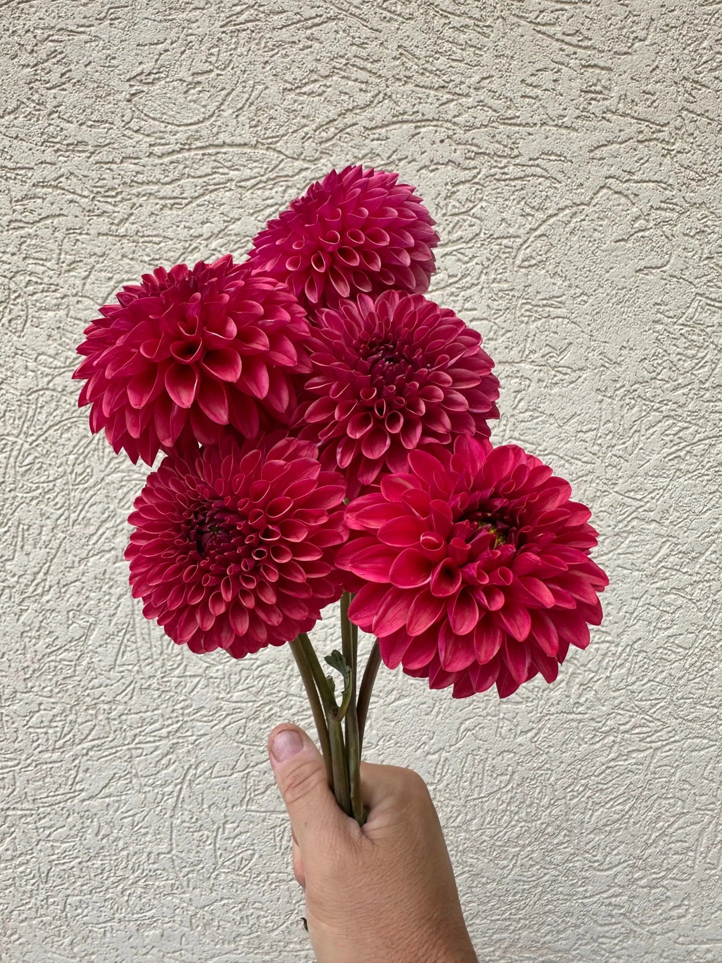 KA's® Keltie Cherry dahlia tuber - Pedaling Petals