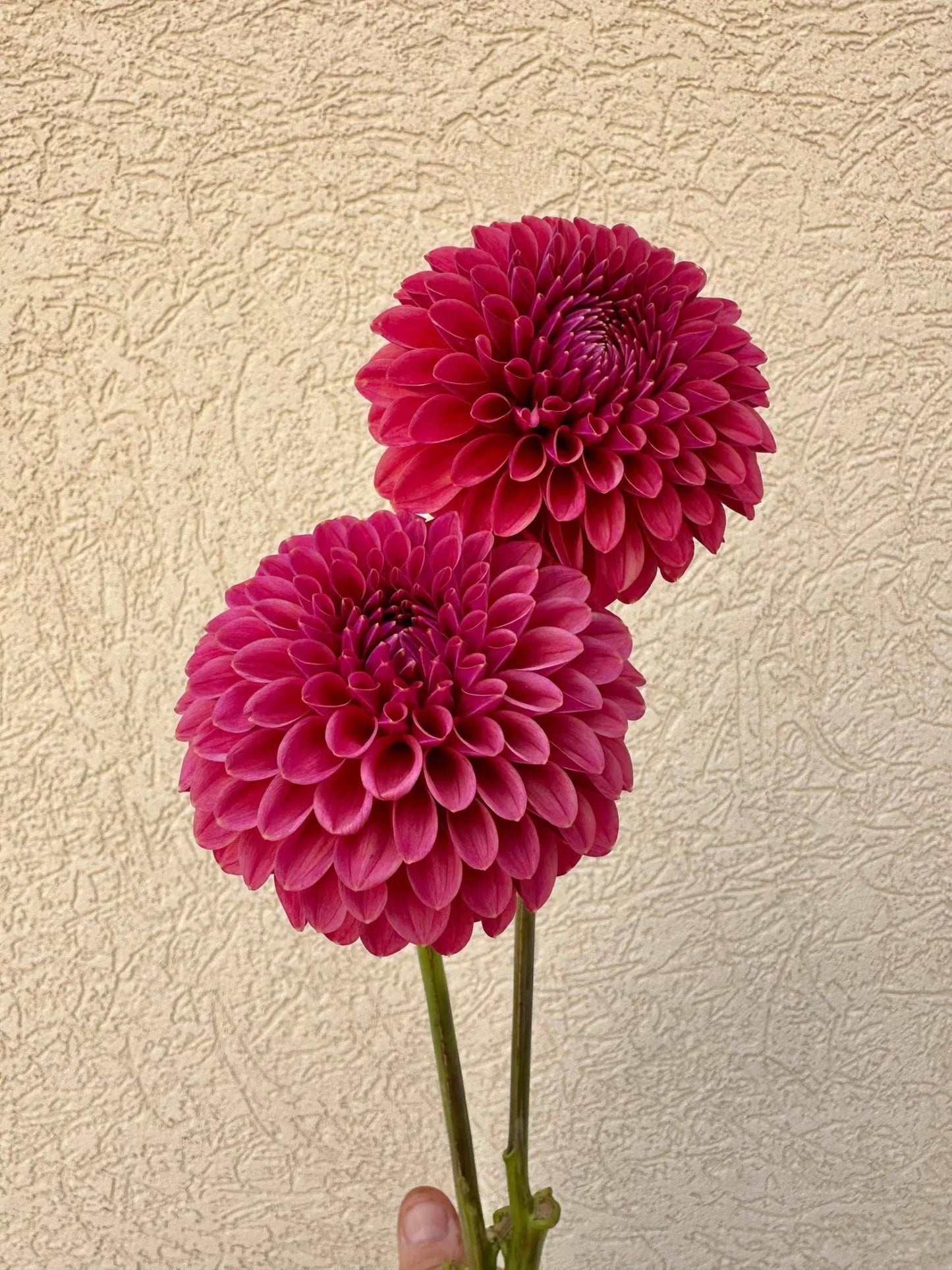 KA's® Keltie Cherry dahlia tuber - Pedaling Petals