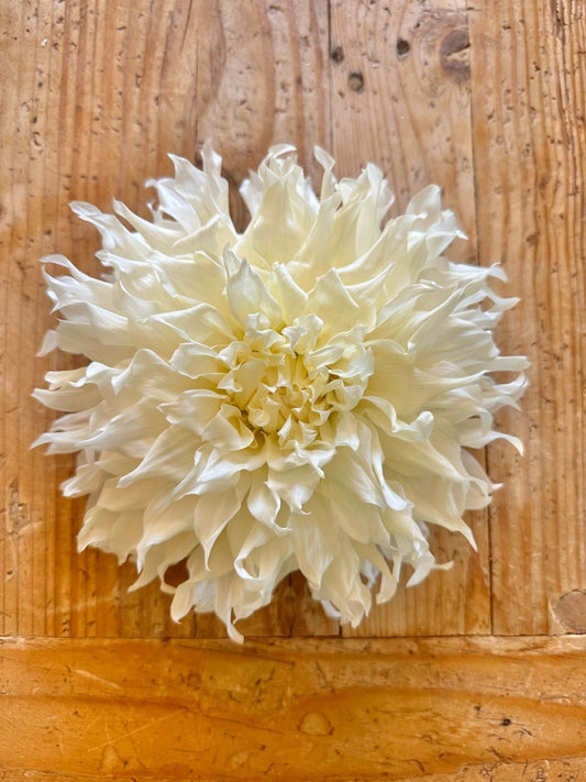 KA's® Khaleesi dahlia tuber - Pedaling Petals