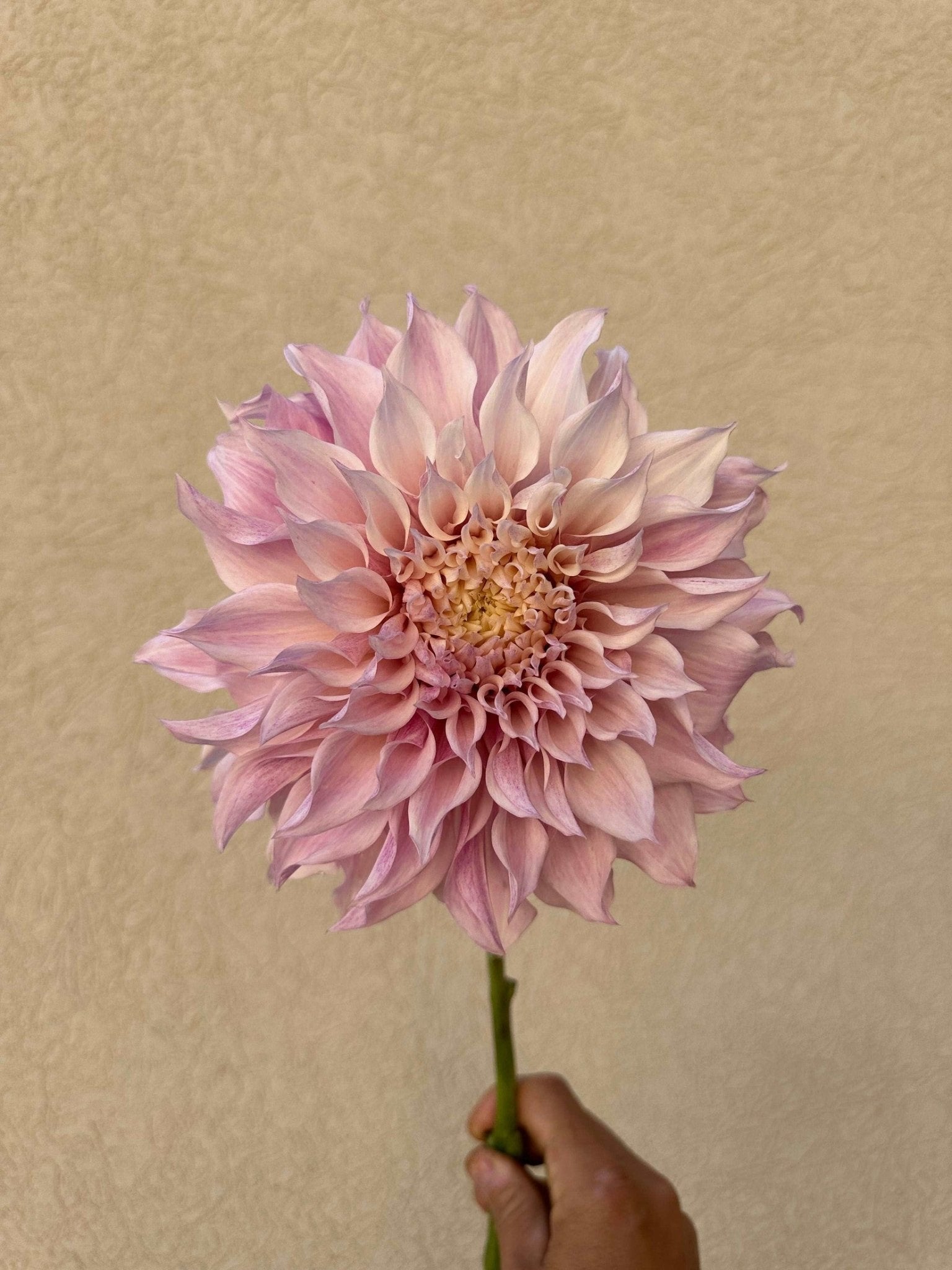KA's® Lavender Blush dahlia cutting - Pedaling Petals