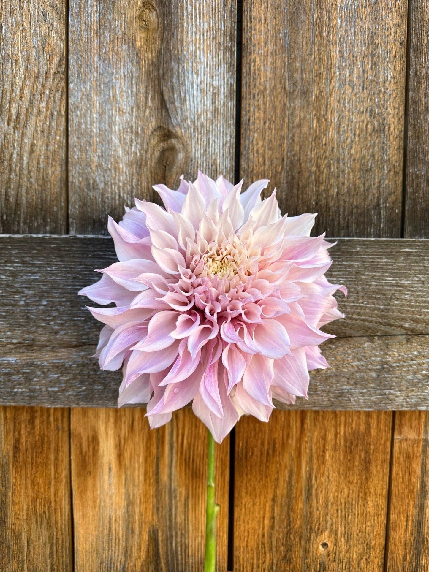 KA's® Lavender Blush dahlia cutting - Pedaling Petals