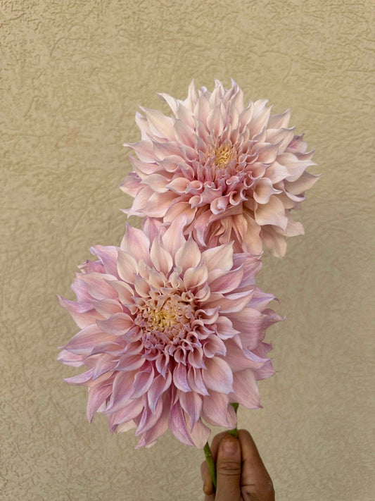 KA's® Lavender Blush dahlia cutting - Pedaling Petals