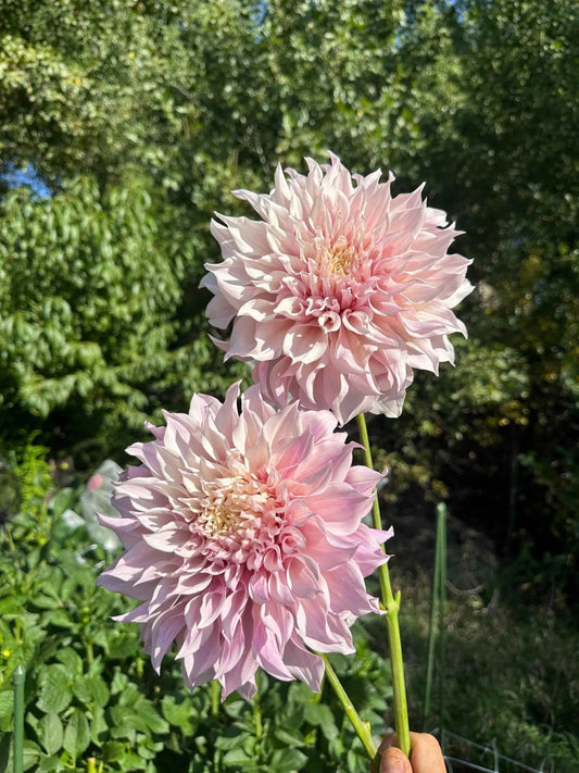KA's® Lavender Blush dahlia tuber - Pedaling Petals