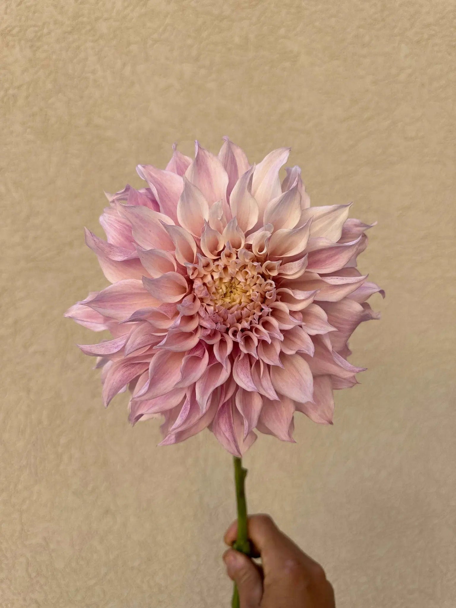 KA's® Lavender Blush dahlia tuber - Pedaling Petals