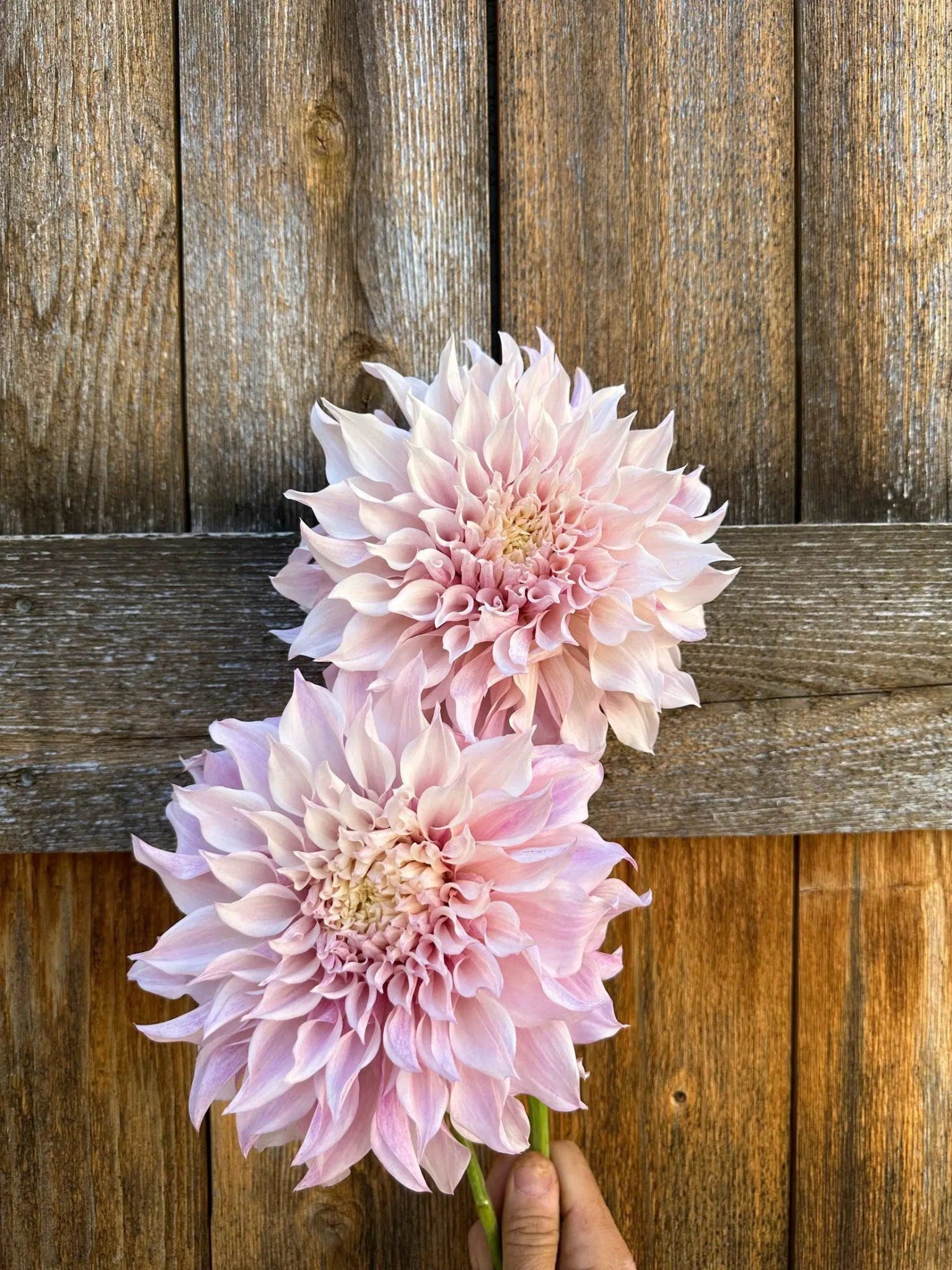 KA's® Lavender Blush dahlia tuber - Pedaling Petals