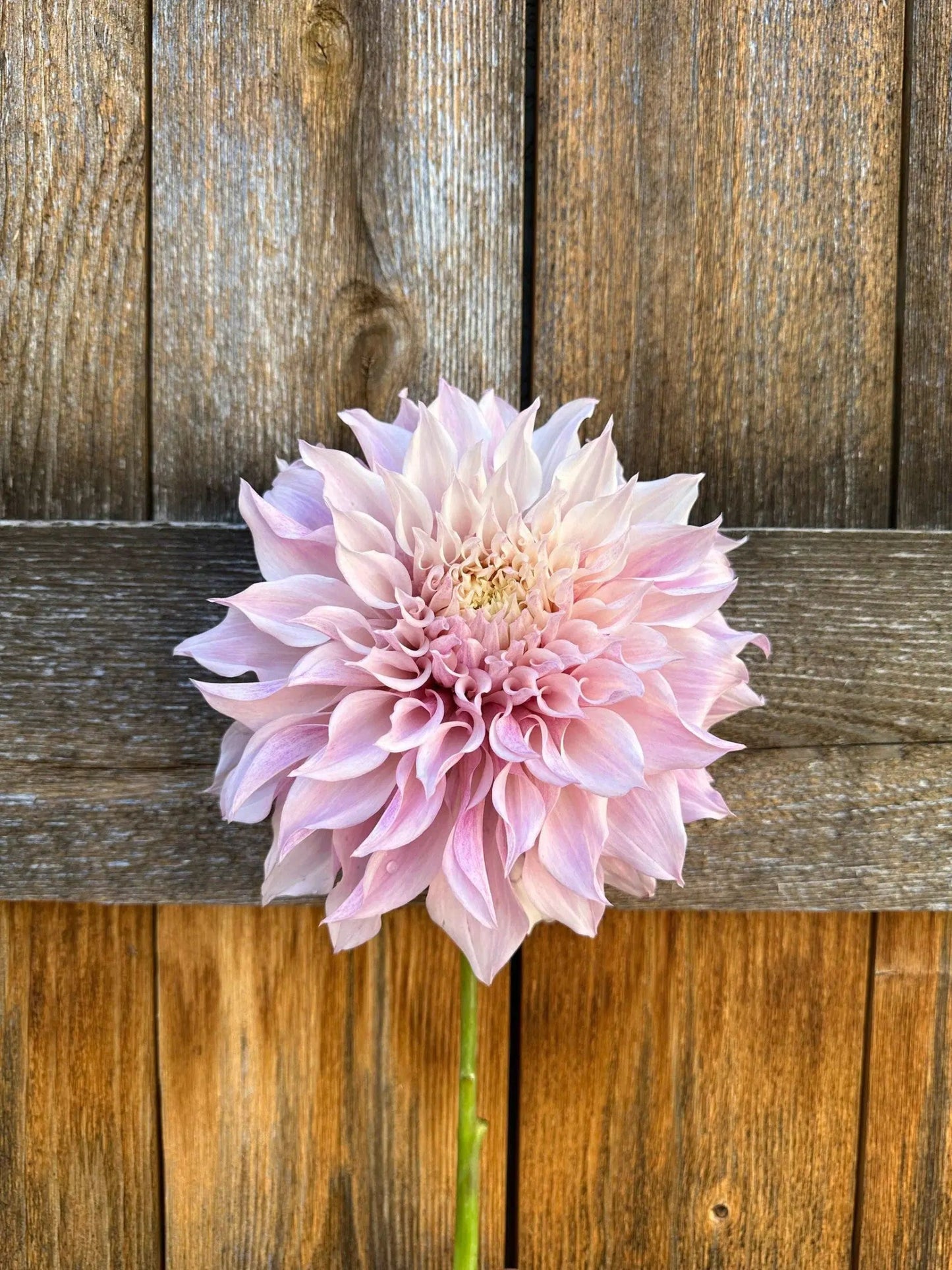 KA's® Lavender Blush dahlia tuber - Pedaling Petals