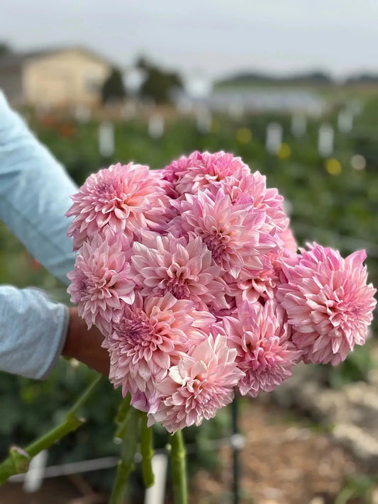KA's® Mocha Jake dahlia tuber - Pedaling Petals