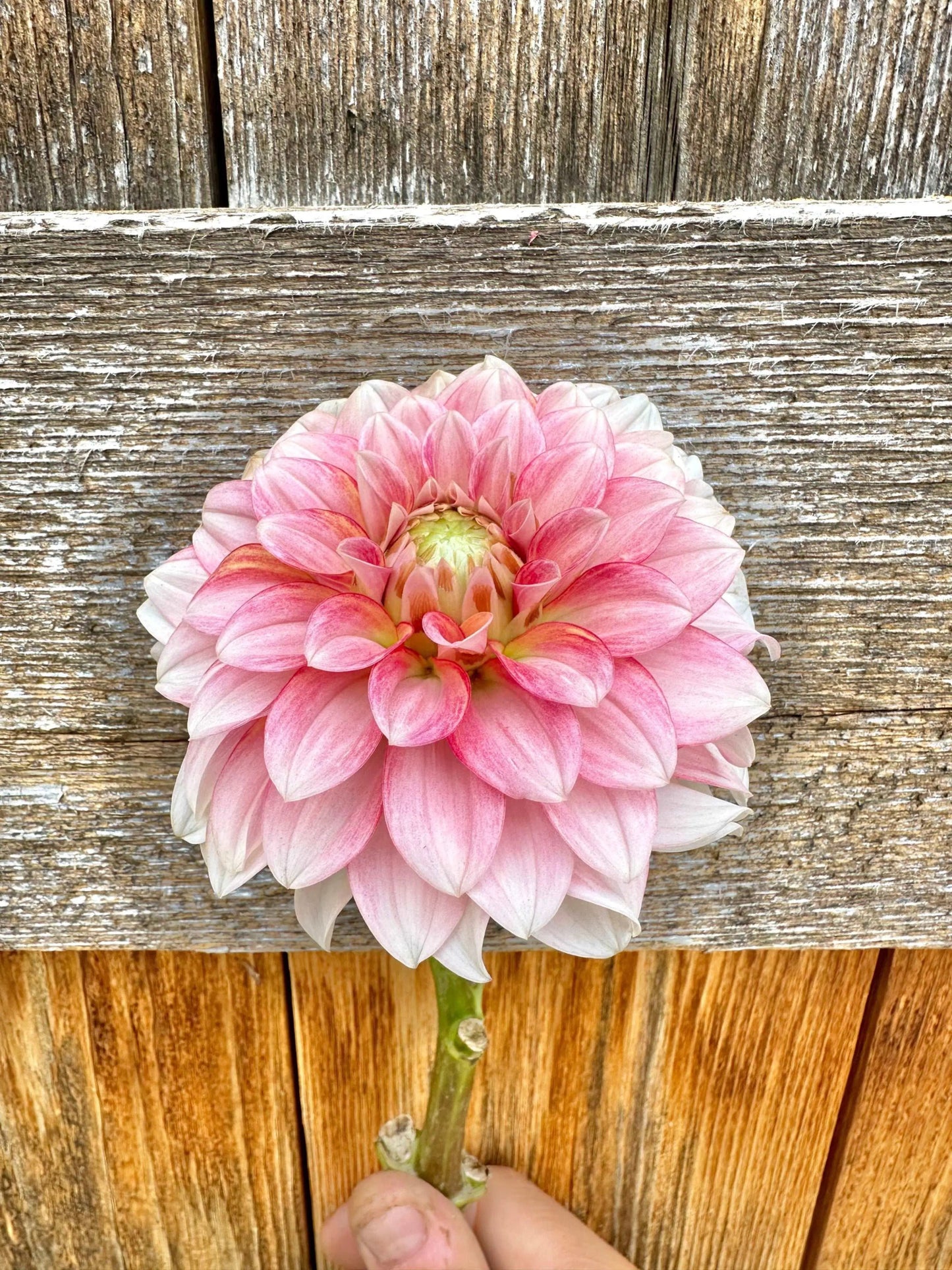 KA's® Mocha Jo dahlia tuber - Pedaling Petals